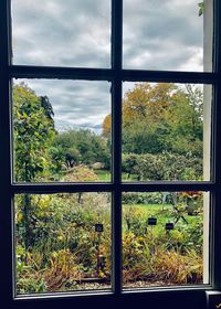 Trees seen through glass window