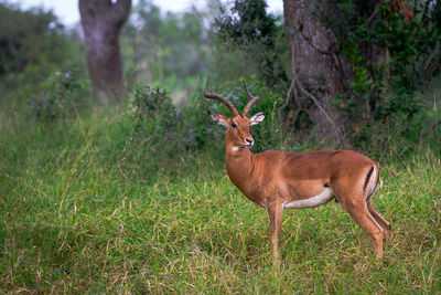 Side view of deer standing on field