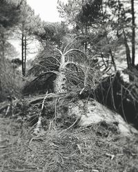 View of bare trees in forest