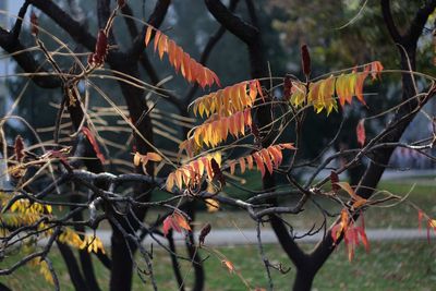 Close-up of plants against trees