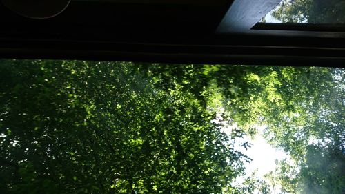Low angle view of trees