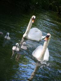 Swans swimming in lake