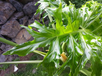 High angle view of fresh green plant