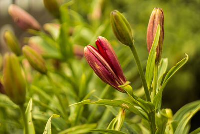 Close-up of flower blooming outdoors