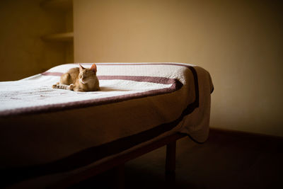 Cat resting on chair at home