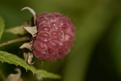 Close-up of plant
himbeere, rubus idaeus