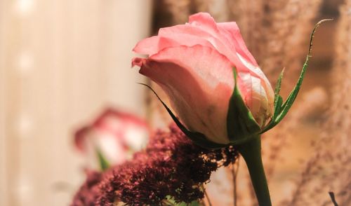 Close-up of rose blooming outdoors