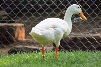 Close-up of bird on grass