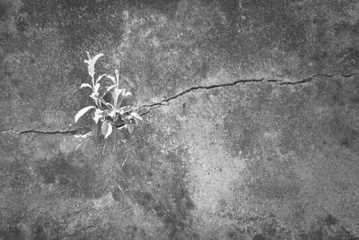 Plants growing on a tree