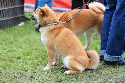 Low section of man with dog