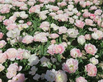 Full frame shot of pink flowers blooming outdoors