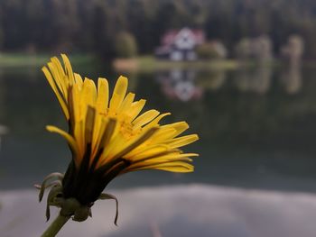 Close-up of yellow flower against blurred background