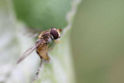 Close-up of insect