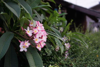 Close-up of pink flowering plant