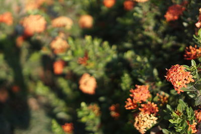 Close-up of orange flowering plants