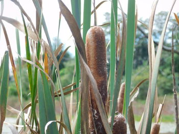 Close-up of plants growing on field