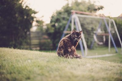 Cat sitting on grass