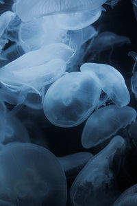 Close-up of jellyfish in sea