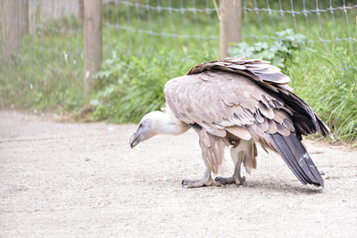 A selective focus of a vulture perching on a wooden surface in captivity.