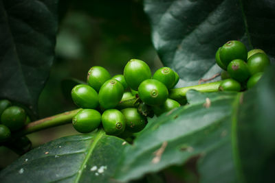 Close-up of fruits growing on plant