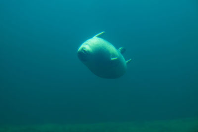 Fish swimming in sea