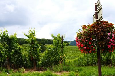 View of field against cloudy sky