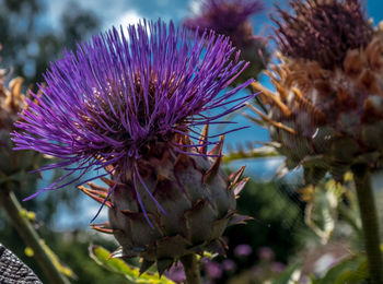 Close-up of purple thistle flower