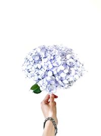 Close-up of woman holding a hydrangea flower against white background