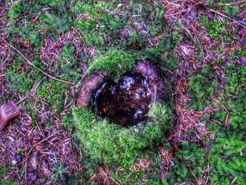 High angle view of snake on field in forest