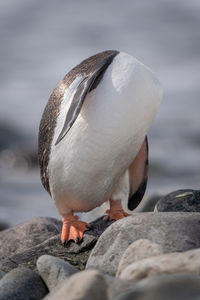 Gentoo penguin