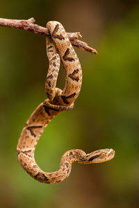 Close-up of lizard