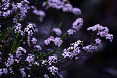 Close-up of white cherry blossom