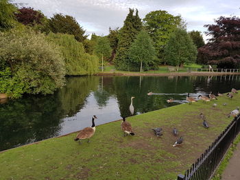 Swans swimming in lake against trees