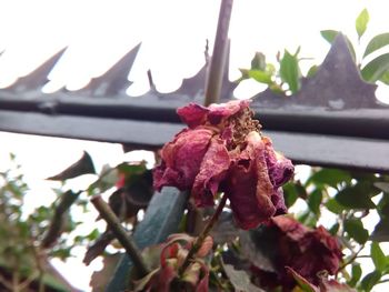 Close-up of pink flowers