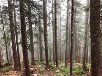 Pine trees in forest