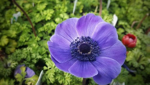 Close-up of purple flower