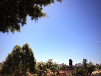 Low angle view of trees against clear blue sky