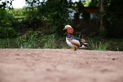 Bird perching on a land