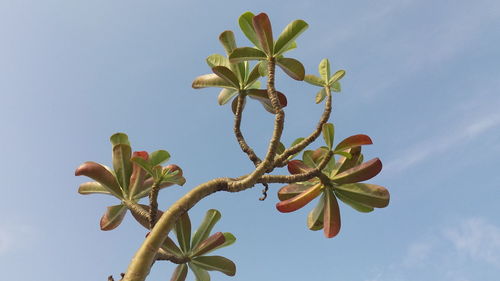 Low angle view of flowering plant against sky