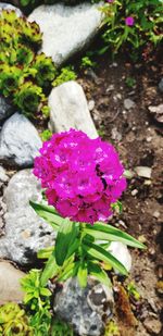 Close-up of purple flowering plant