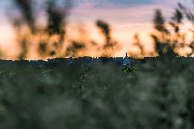 Close-up of plant on field against sky during sunset