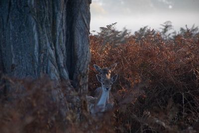 View of deer in forest