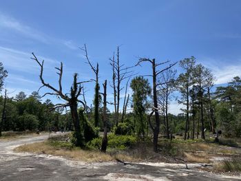 Trees growing on field against sky