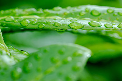 Close-up of raindrops on leaves