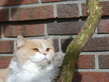 View of a cat against wall