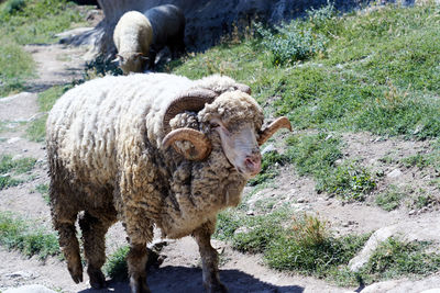 Old ram with horns