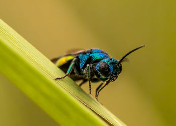 Close-up of insect