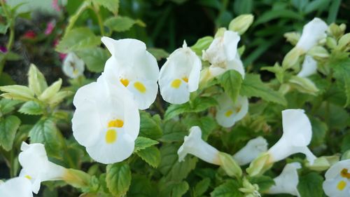 Close-up of white flowers blooming outdoors