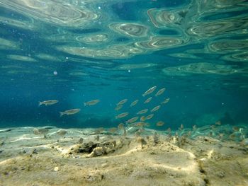 Fish swimming in sea