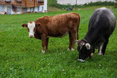 Cows grazing on field